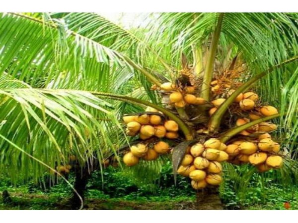 How to fertilize the coconut? You can read this ...