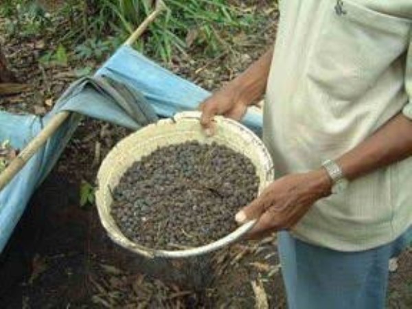 Goats fertilizers will help improve soil 