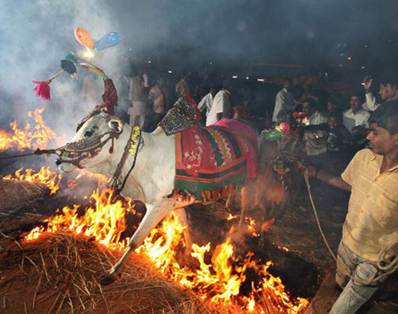 Sankranthi: Why should animals suffer in the name of tradition?