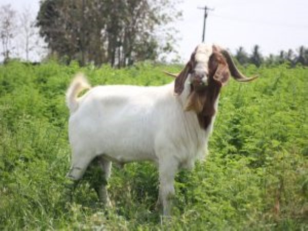 Benefits of removal of the horns of the goats...