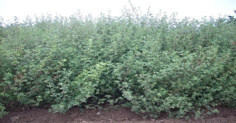 Here is the method of harvesting rabbit feeding