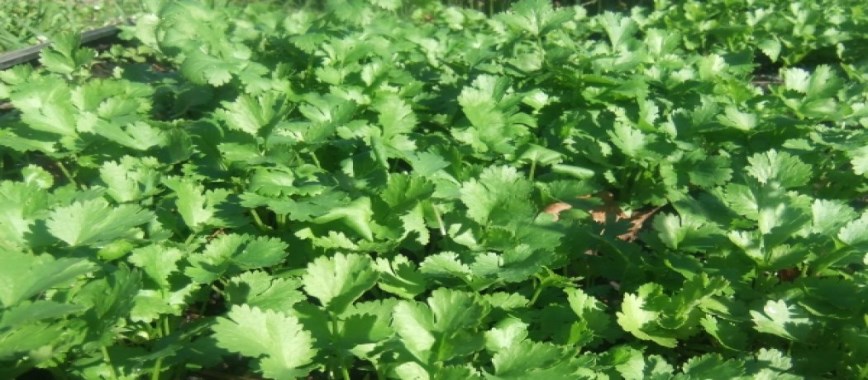 coriander cultivation-tips-for-simple-ways