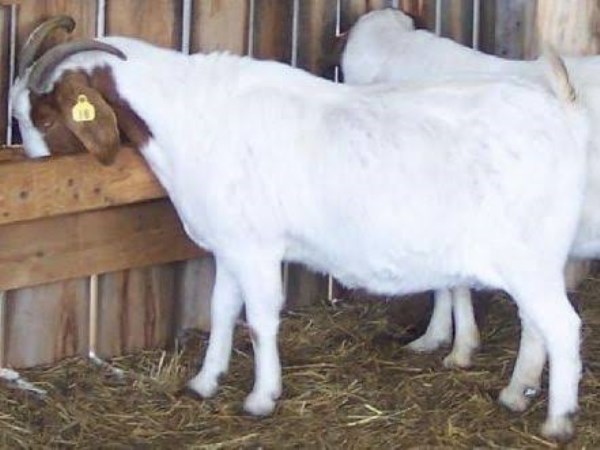 pregnancy period of goat and management 