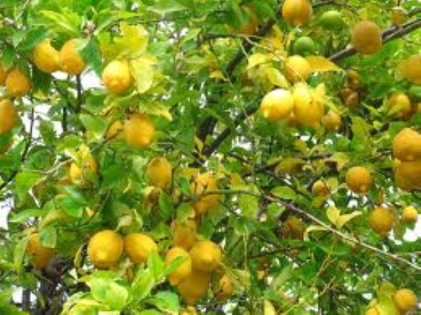 How to cultivate lemons that can benefit the farmers?