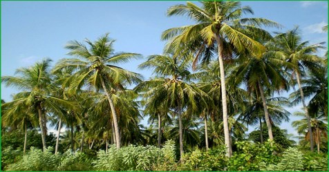 How to prevent burning in the coconut tree