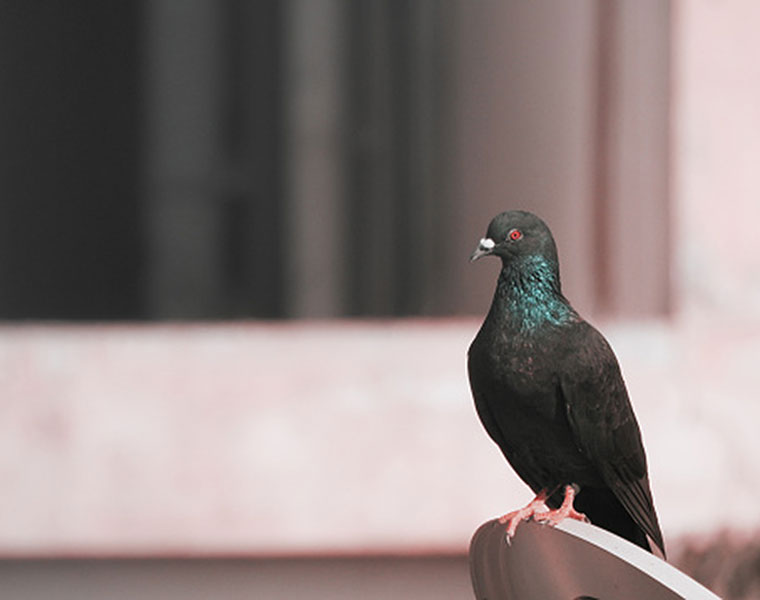 Arunachal Pradesh Pigeon scare Chinese bird caught spying