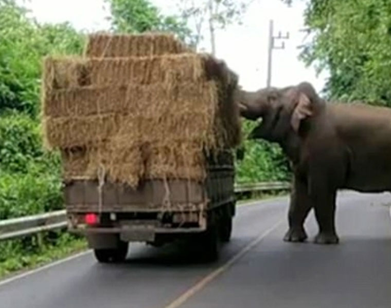 cheeky elephant steals hay