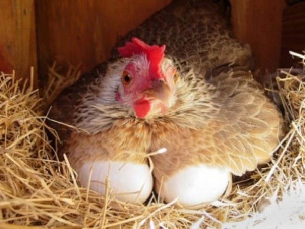 How to raise egg chickens You can read this ...