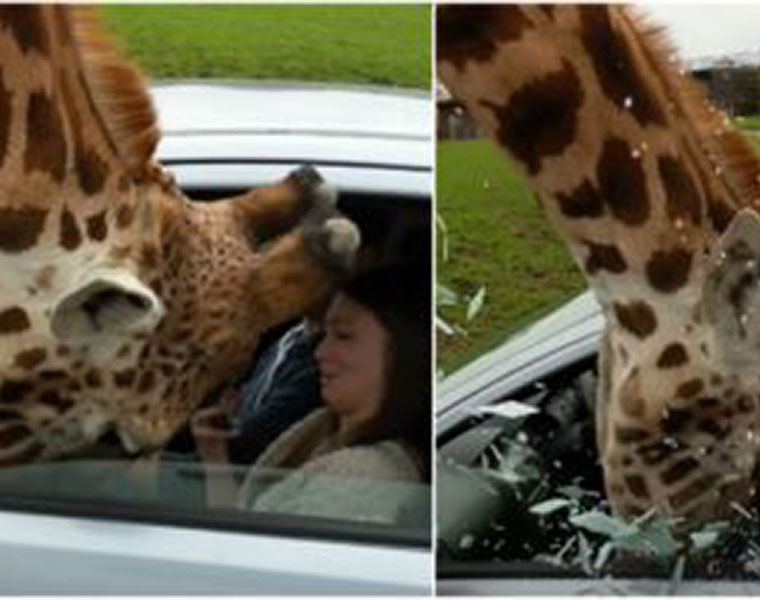 Giraffe head gets trapped inside a car window