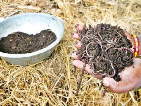 Some ways to make fertilizer from farm waste ...