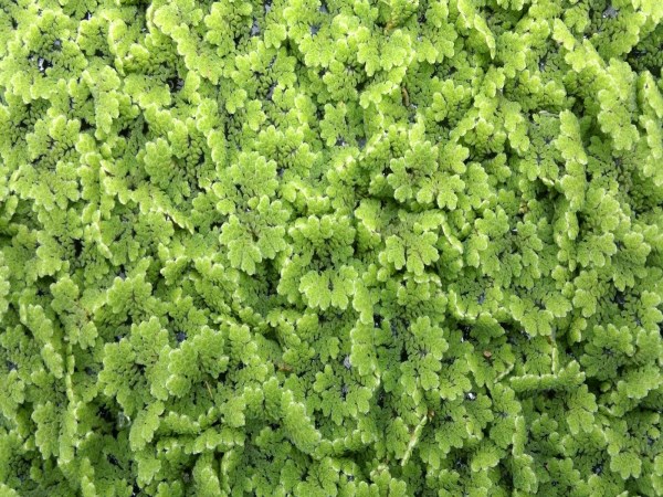 How to produce azolla which can be harvested in fifteen days?