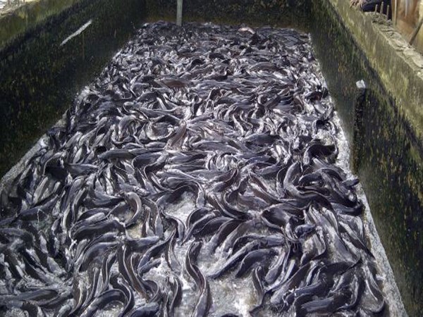 What can be done to maximize fish production?