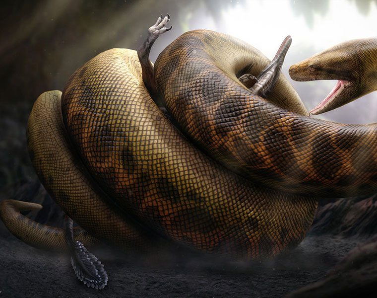 Titanoboa Monster Snake