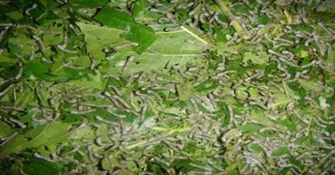 you can-get-good-yield-if-you-grow-young-silk-worms