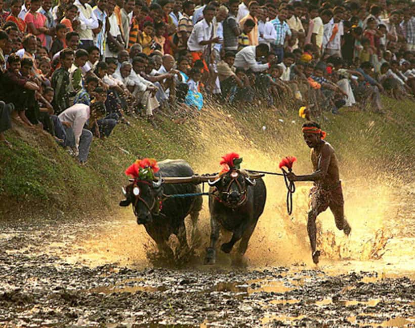 With amendment on its way, ban on Kambala likely to be lifted