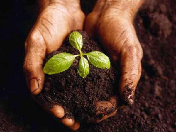 Use this natural fertilizer technology to improve soil fertility ...