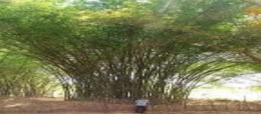 varumanam lakhs-bamboo-can-be-obtained-by-how