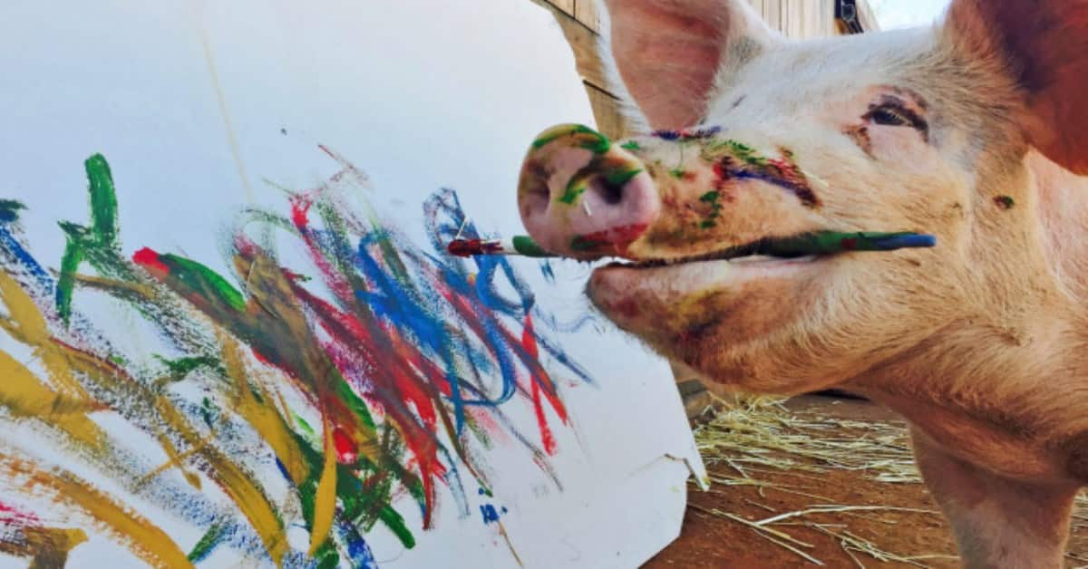 paintings by a pig became famous around the world 