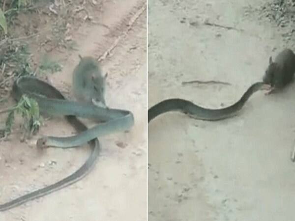 Unbelievable moment rat tries to 'eat a SNAKE' as it bites and drags the struggling reptile in a roadside battle