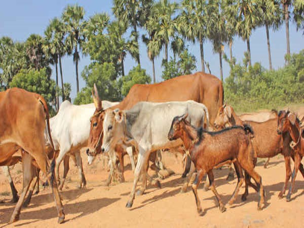 In the rainy season livestock is the only way to cure ...