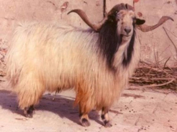 details of  chegu goat