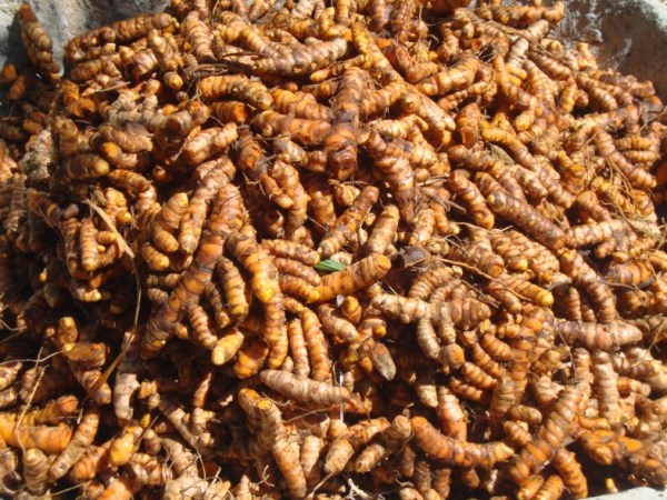 turmeric in this way can yield 50 percent higher yield ...