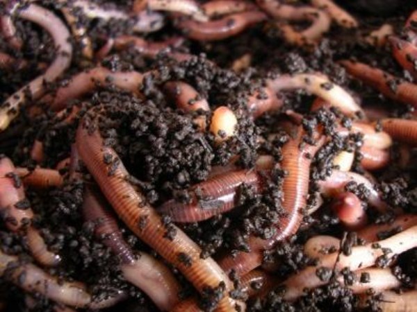 What are the nutrients in vermicompost? 