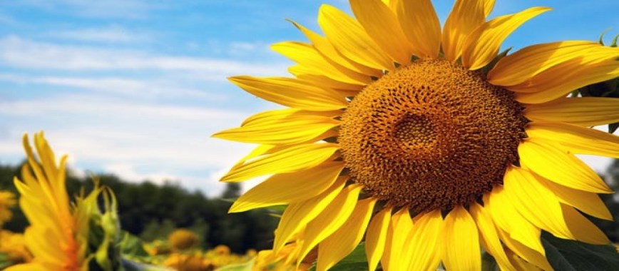 sunflower varieties-which-can-be-obtained-using-the-ext