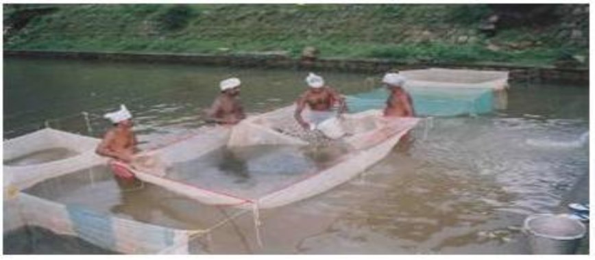 the fish-farming-system-vera-develops-income-of-rs-60-t