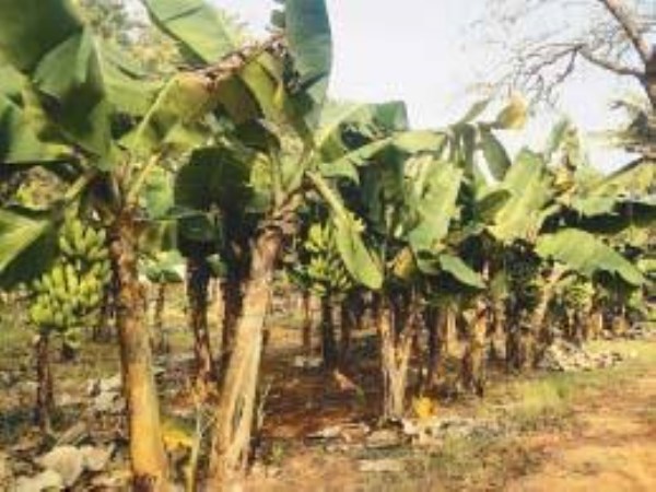 Can you know about tissue banana cultivation technology?