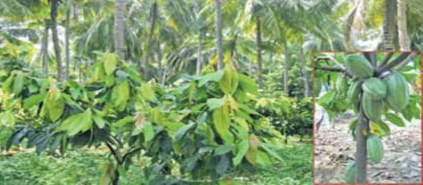 per acre-of-coca-cultivation-in-coconut-intercropping-m