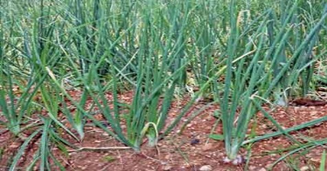 this is the method to maintain a planting field for small onion