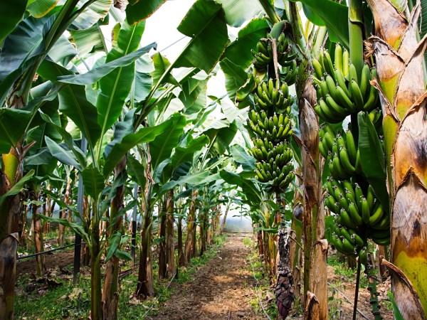 Banana tree attacking insects symptoms look up to the first solution?