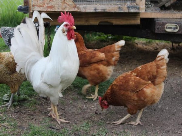 Learn about the disease that can cause serious damage to chickens ...