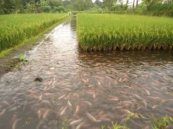 Activities to be carried out during the breeding season