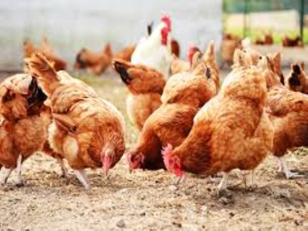 Here are some kinds of poultry nuts you need to know ...