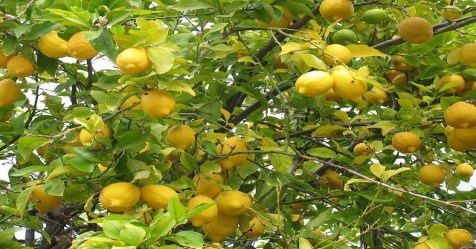 How to protect crops in lemon