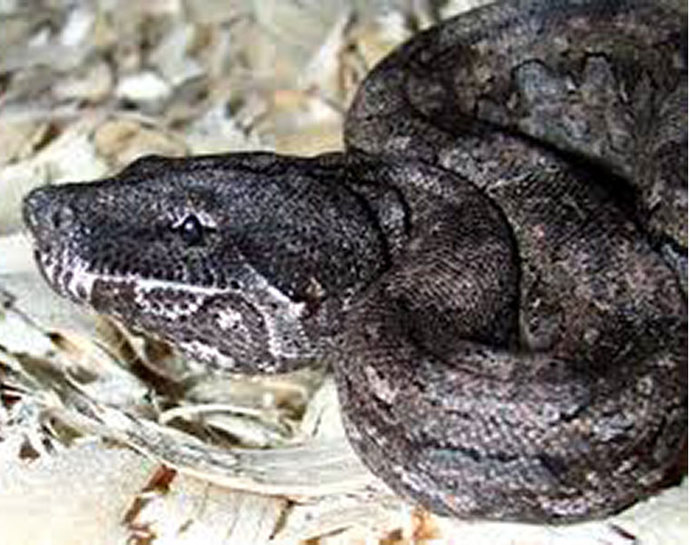 Nigerian villagers kill GIGANTIC snake only to discover it was filled with scores of eggs