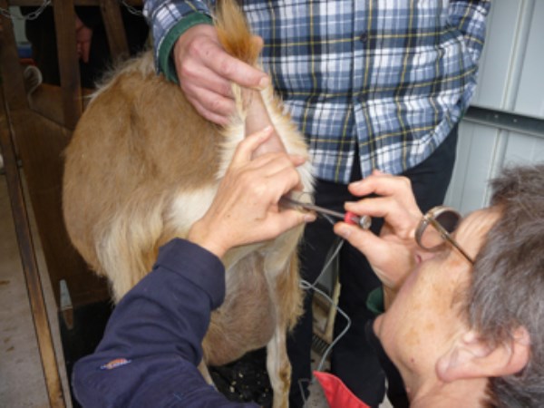 All these are carefully observed during artificial insemination in livestock ...