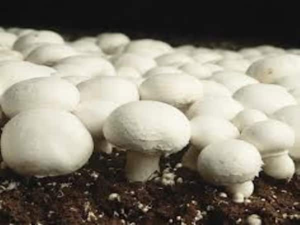 Here is the method of mushroom and fish on the integrated farm ...