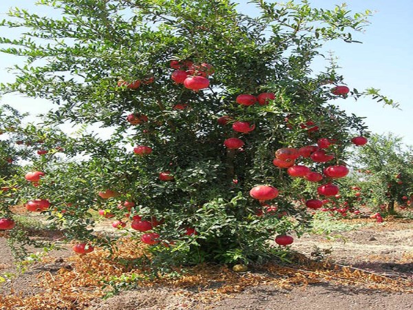 How to get extra yield on pomegranate and lemon?