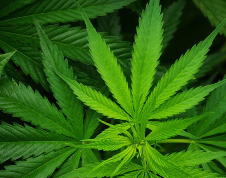 International student held in Bengaluru for peddling marijuana