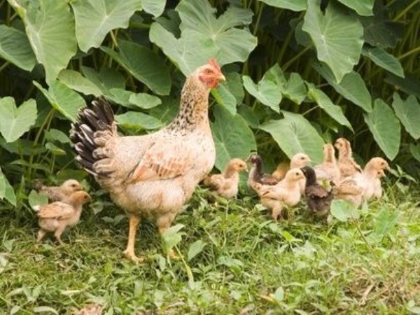 The feeders can also be reduced to feed the chickens.