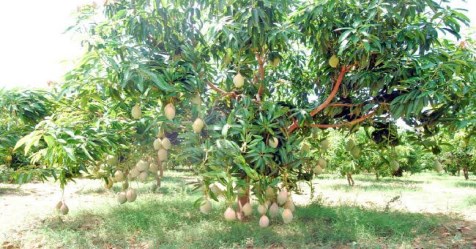 Cultivation procedure in mango