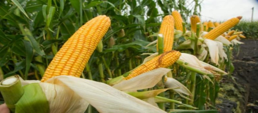 agricultural information-about-corn