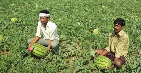 Watermelon cultivation can be obtained for high yields and high profits ...