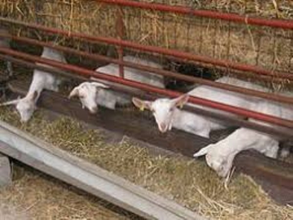 This time it is best to set up a bathtub and feeder for goats ...