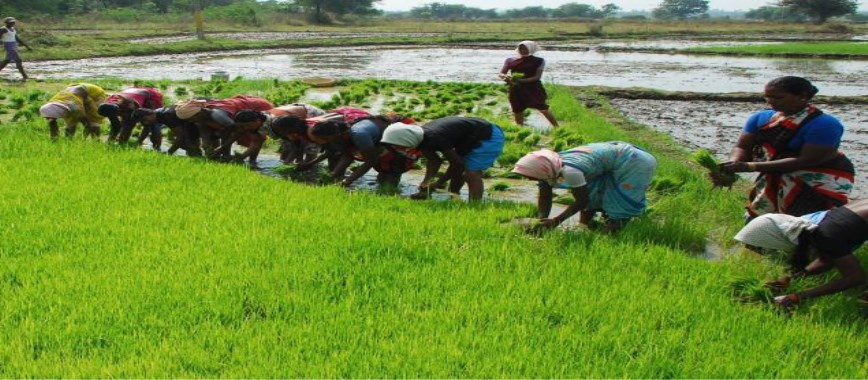 agriculture will-have-to-follow-the-three-main-kotpatul