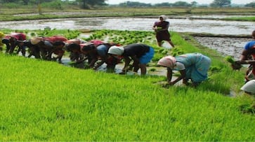 UN backs India’s bumper crop hopes