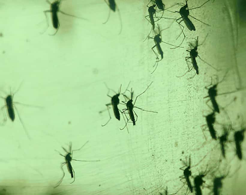 Dengue spreads its tentacles in Bengaluru